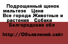 Подрощенный щенок мальтезе › Цена ­ 15 000 - Все города Животные и растения » Собаки   . Белгородская обл.